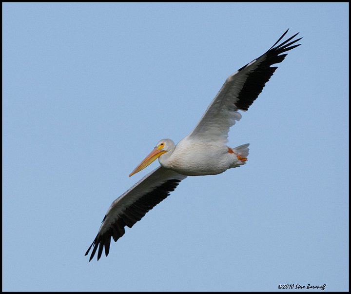 _0SB3152 american white pelican.jpg